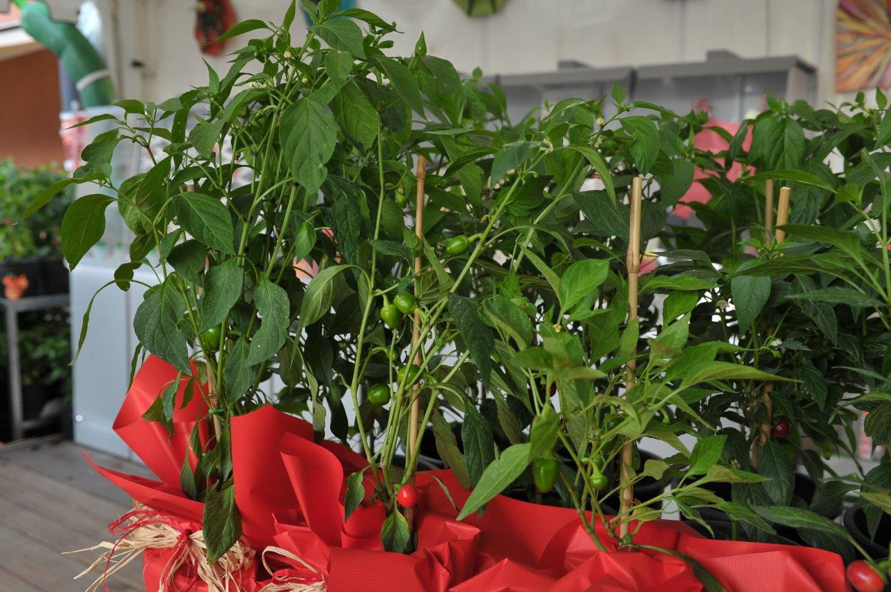 Rieti Cuore Piccante / Cerimonia di inaugurazione